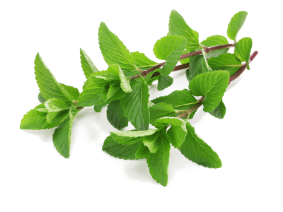 Minze, 1 x 100 g Beutel